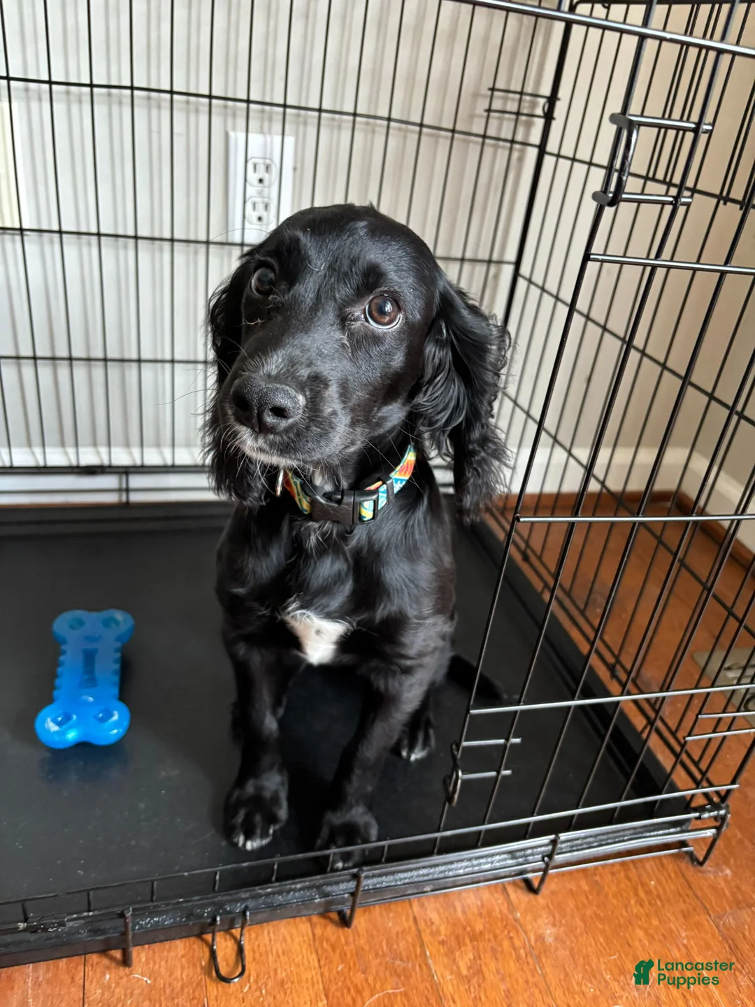 Cocker Spaniel dogs for sale: Ozzy <3 - Ad 4