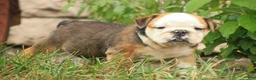English Bulldog dogs for sale: Riley English Bulldog  - Ad 3