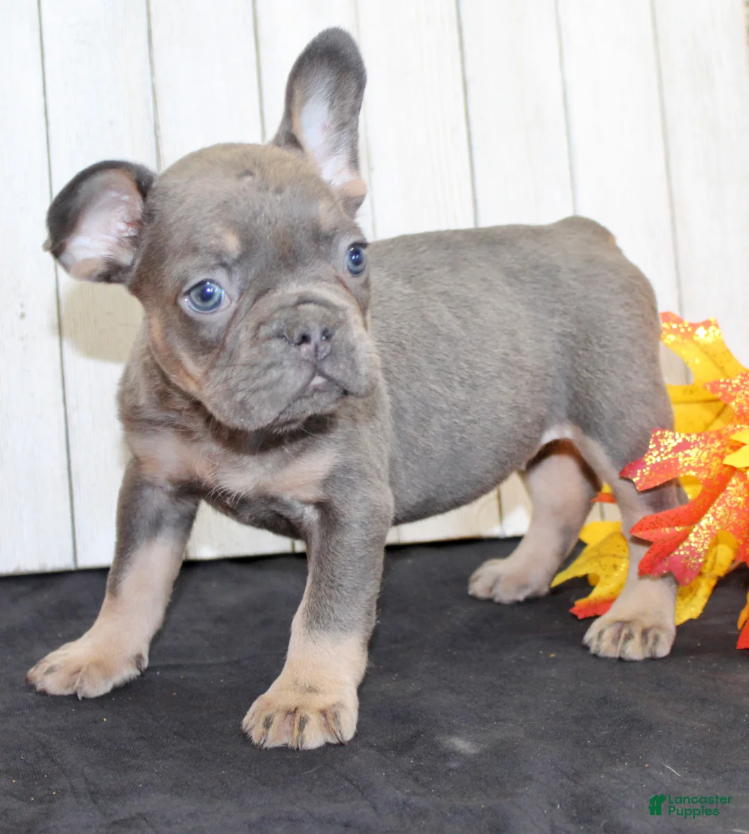 French Bulldog dogs for sale: Gina Female AKC French Bulldog - Ad 2