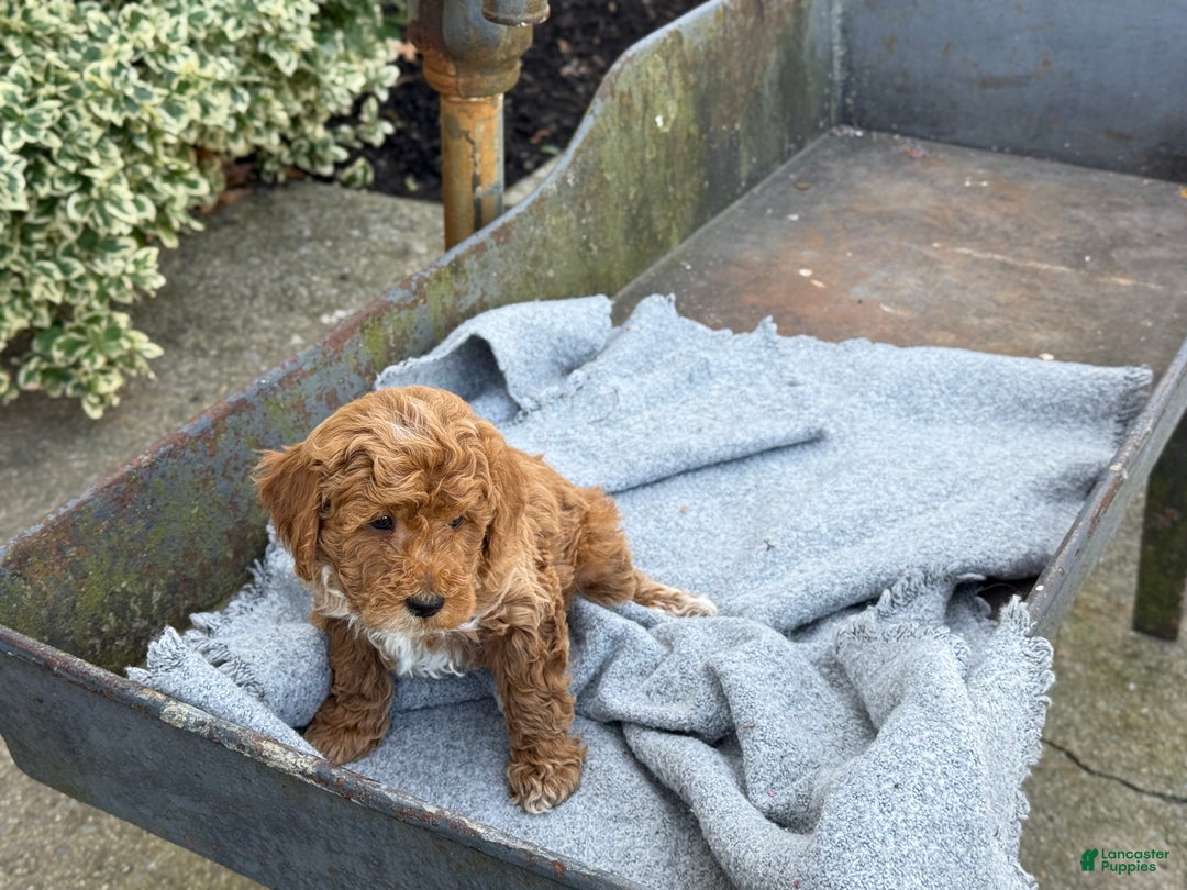 Toy Poodle dogs for sale: Pepper - Ad 4