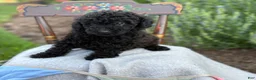 Toy Poodle dogs for sale: Captain - Ad 5