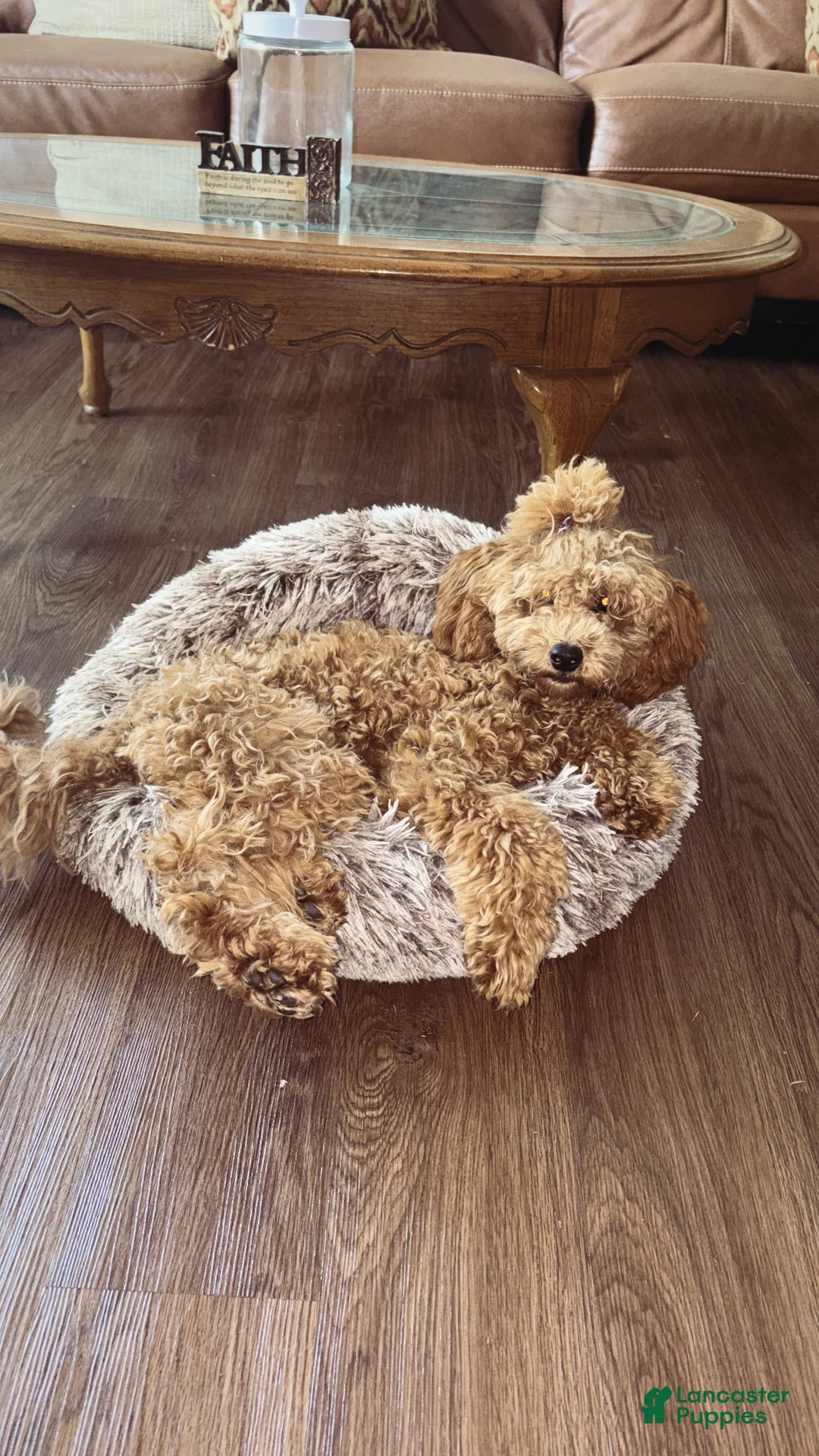 Goldendoodle dogs for sale: Goldendoodle 1 - Ad 2
