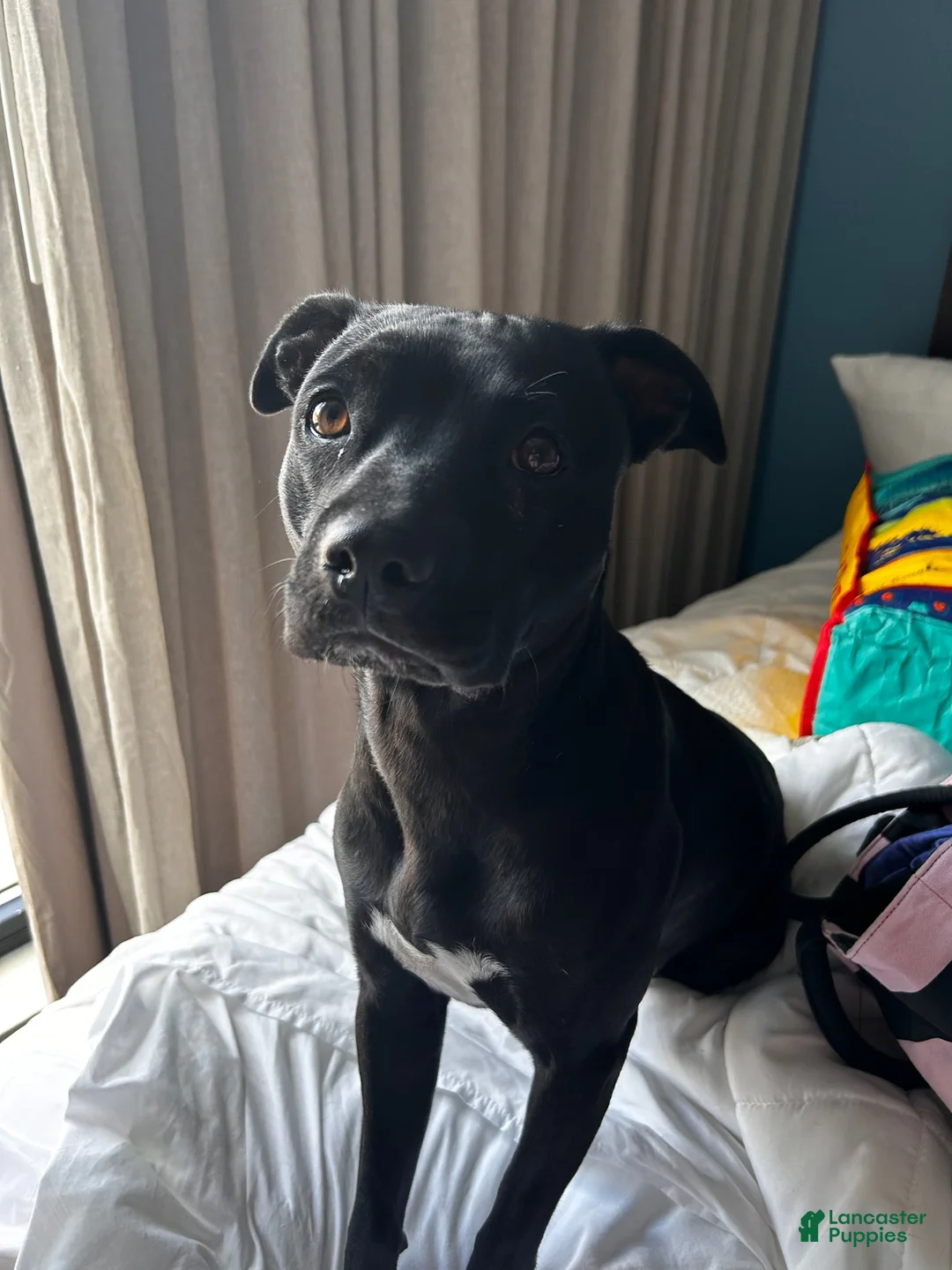 Mixed Breed dogs for sale: Mixed Breed Puppy 2 - Ad 3
