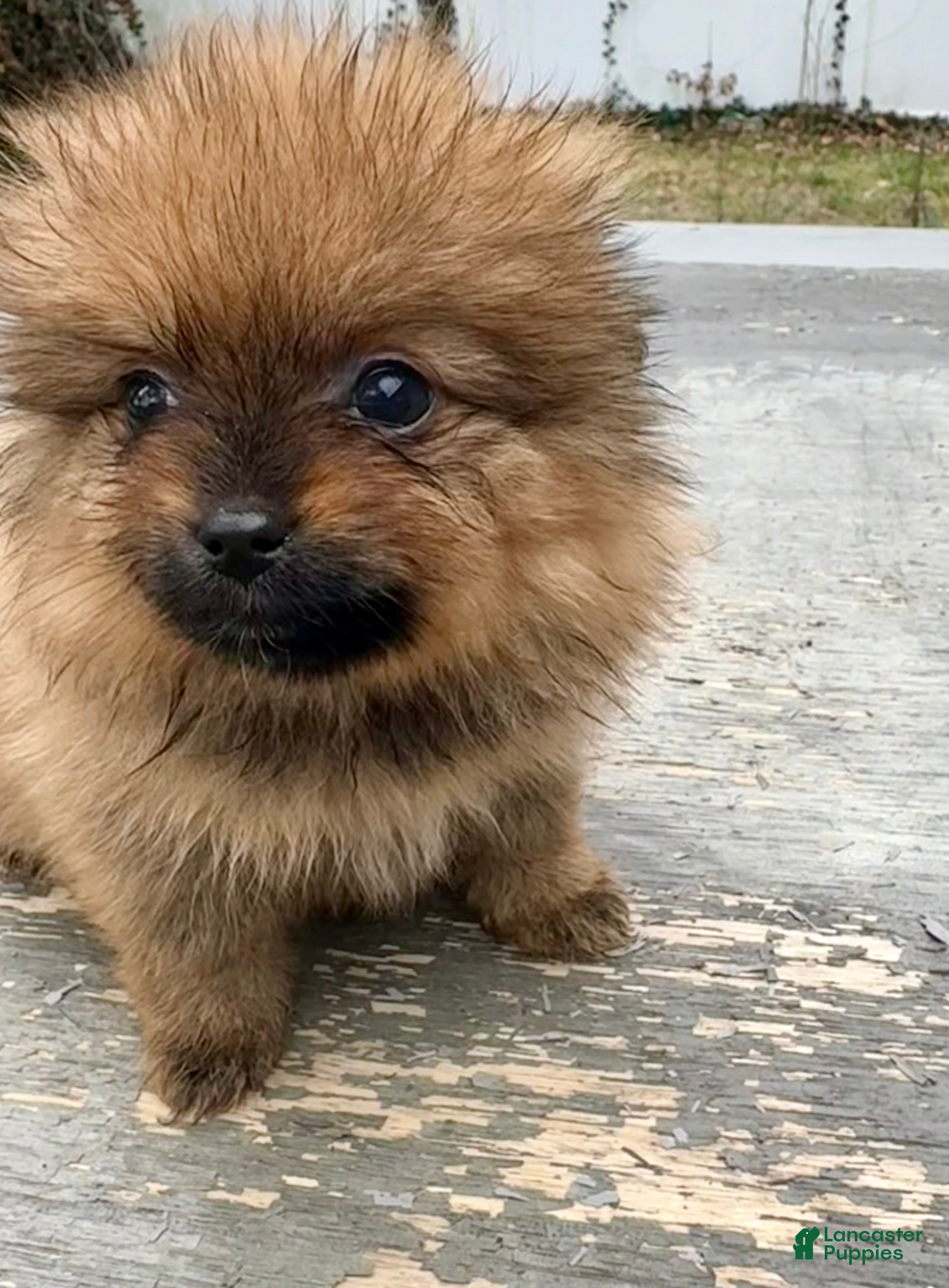 Pomeranian dogs Boo - Ad 2