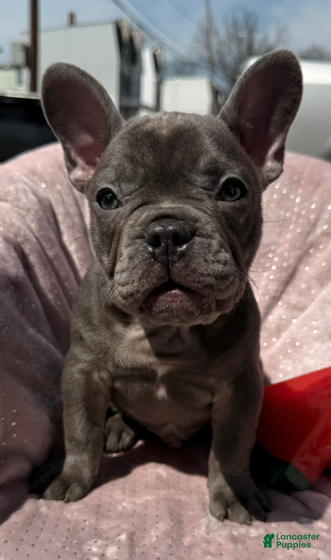 French Bulldog dogs for sale: River - Ad 1