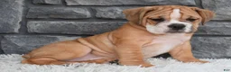 Beabull dogs for sale: Molly  - Ad 6