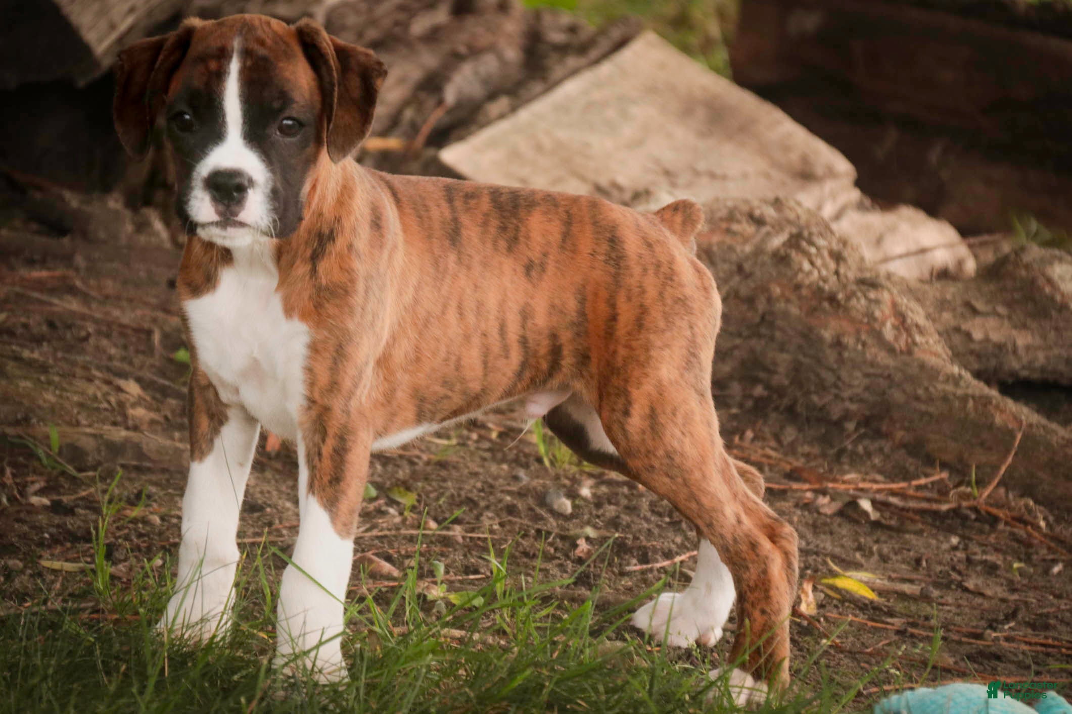 Boxer dogs Rhett - Ad 2