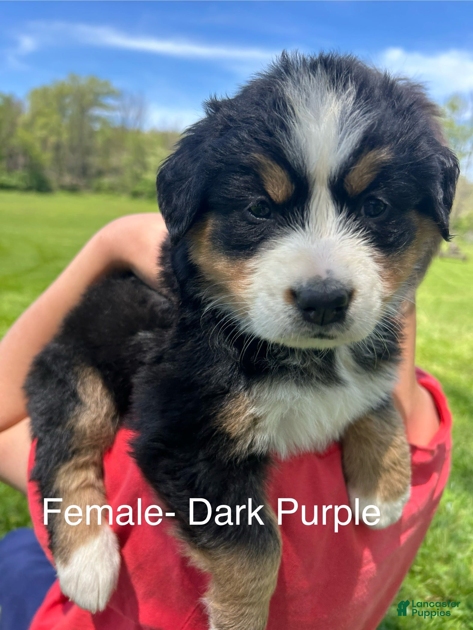 Bernese Mountain Dog dogs Bernese Mountain Dog Puppy 9 - Ad 8