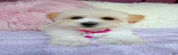 Maltipoo dogs for sale: 🩷 Pinky 🩷 - Ad 2