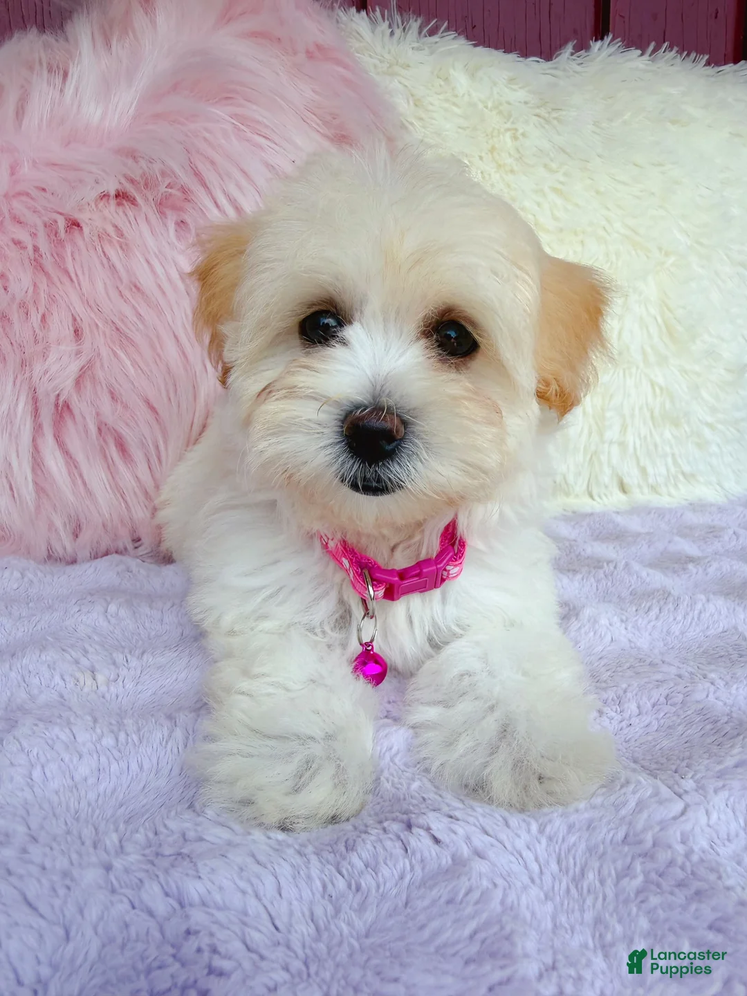Maltipoo dogs for sale: 🩷 Pinky 🩷 - Ad 2
