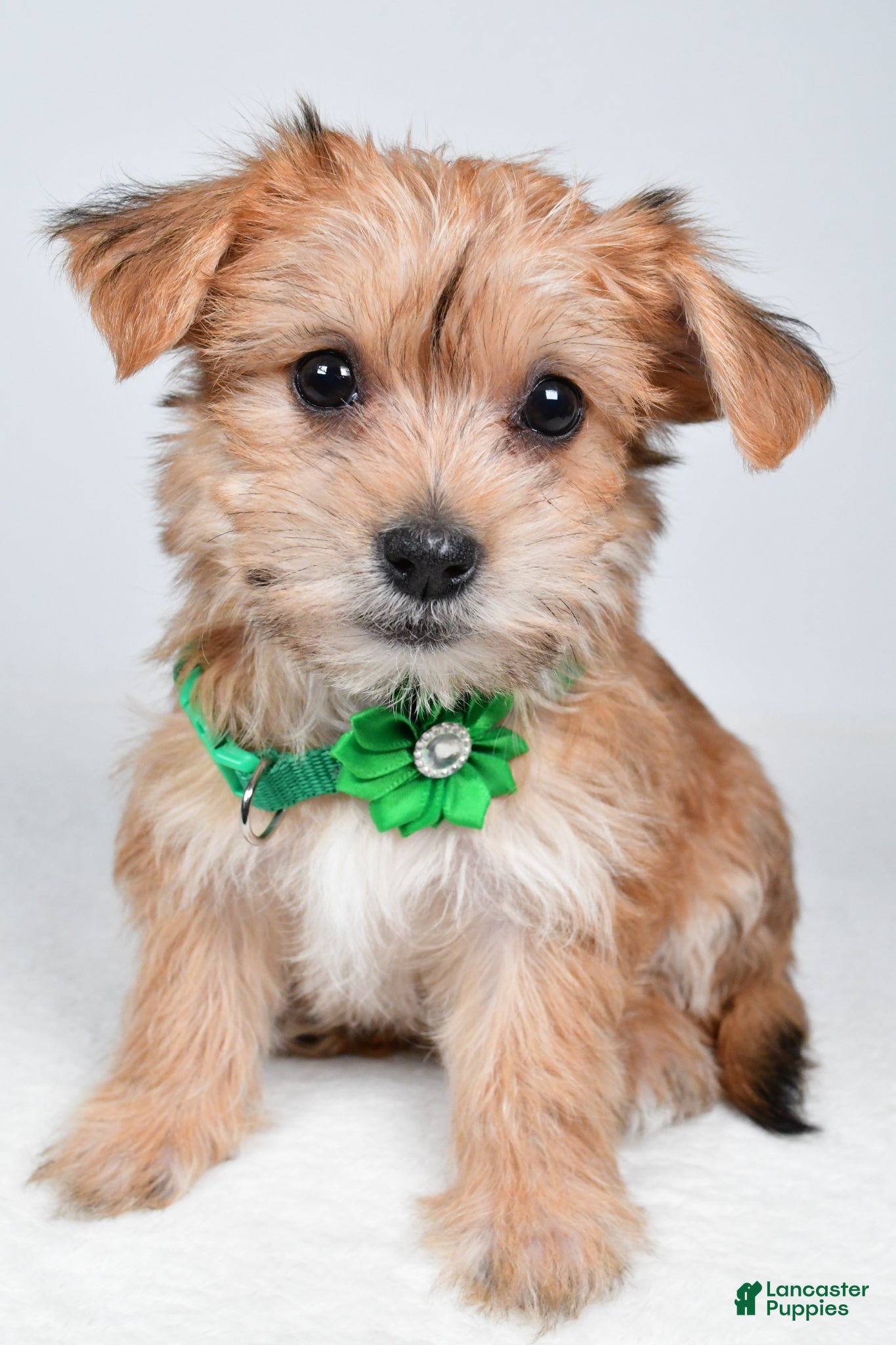 Morkie dogs Goldie - Ad 1