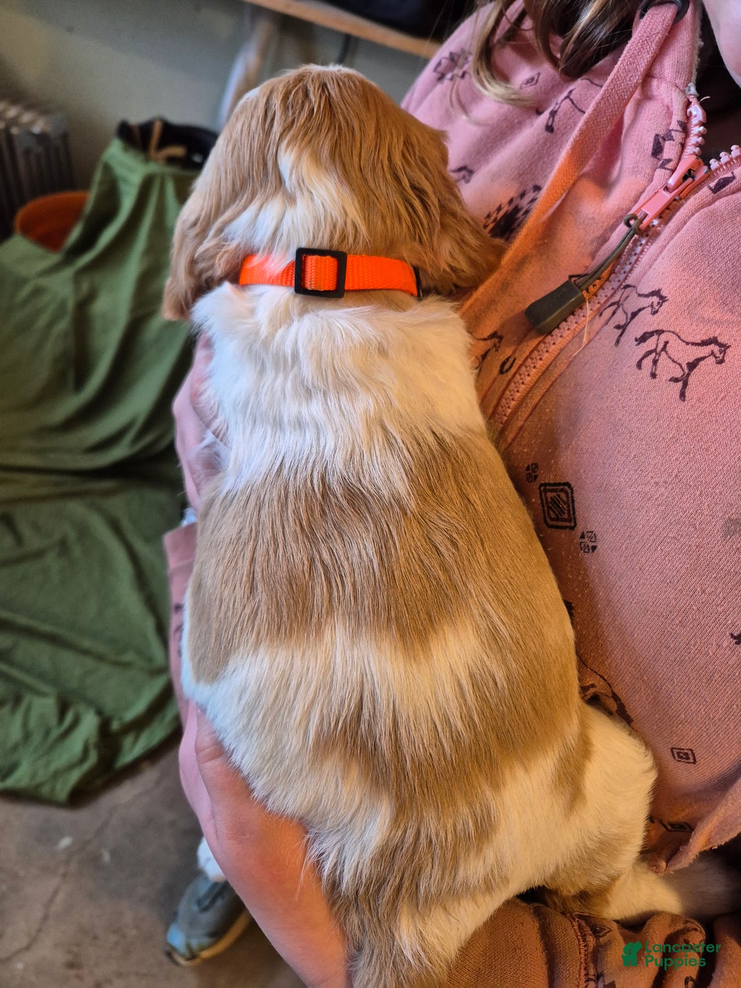 Brittany Spaniel dogs for sale: Donald - Ad 2