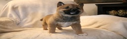Shiba Inu dogs for sale: Sammy  - Ad 5