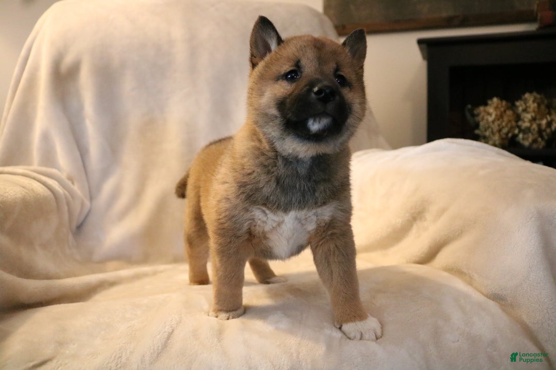 Shiba Inu dogs for sale: Sammy  - Ad 5