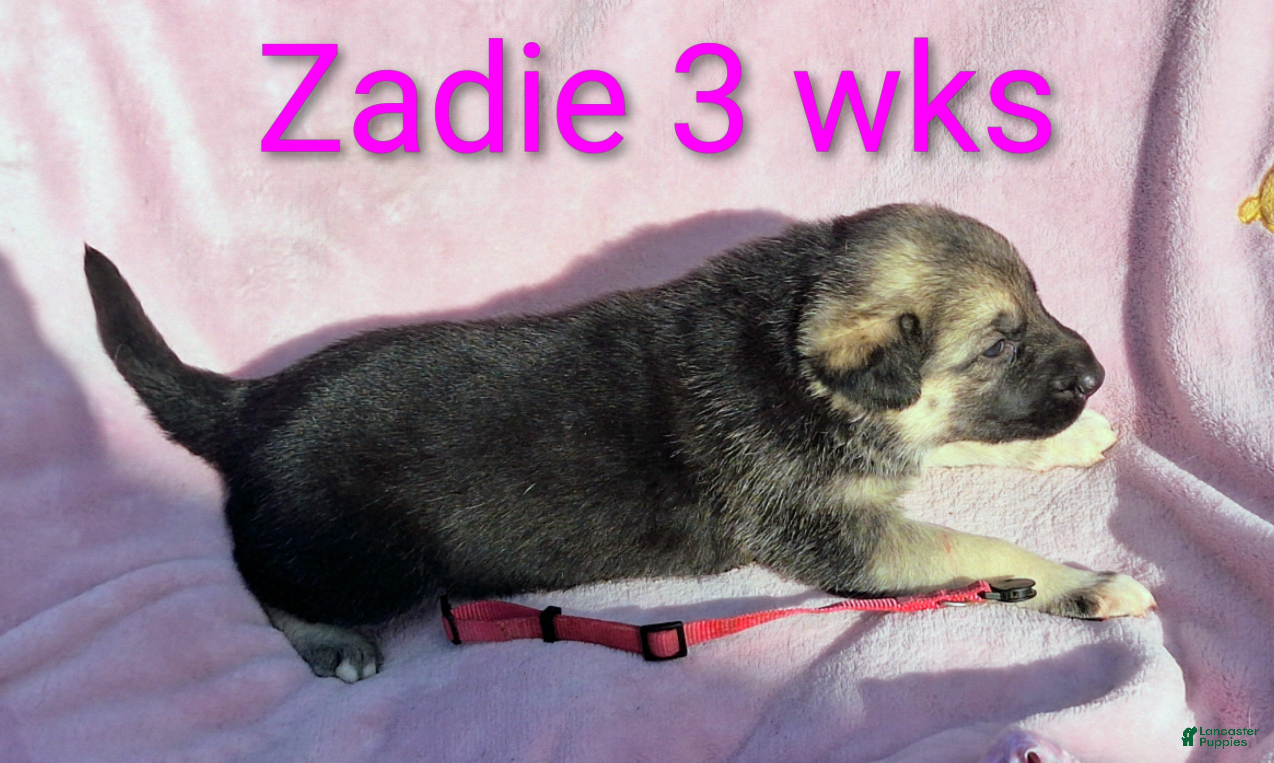 German Shepherd dogs Zadie - Ad 2
