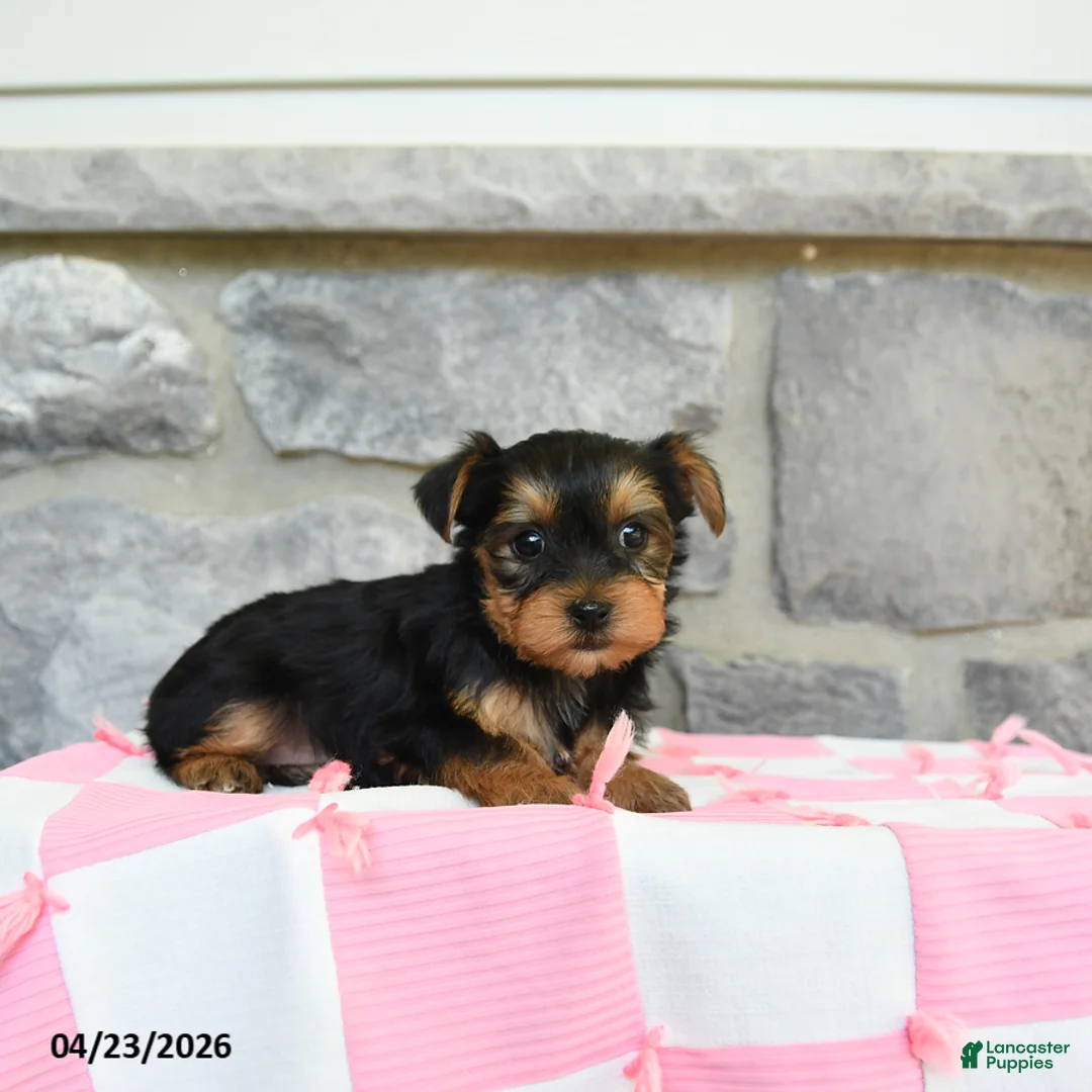 Yorkshire Terrier dogs for sale: Tootsie - Ad 2