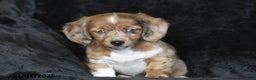 Dachshund dogs for sale: Shawn - Ad 5