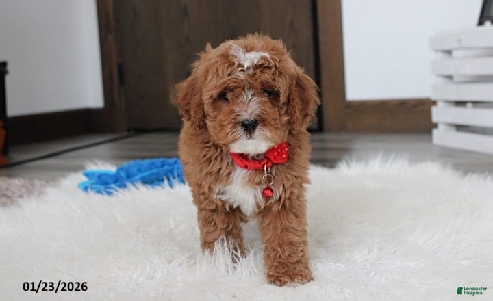 Cavapoo dogs Lincoln - Ad 9