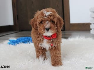Cavapoo dogs Lincoln - Ad 9