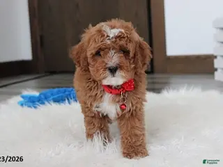 Cavapoo dogs Lincoln - Ad 12