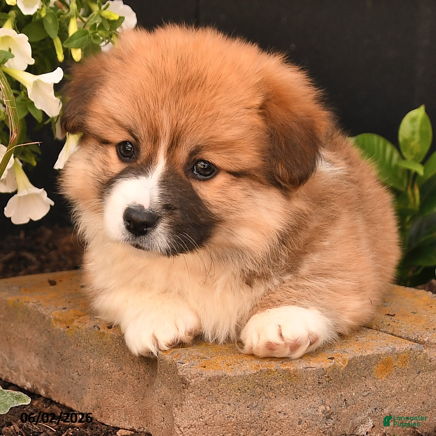 Welsh Corgi Pembroke dogs for sale: Bradey - Ad 4