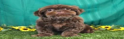 Shih Tzu dogs for sale: Rosella - Ad 7