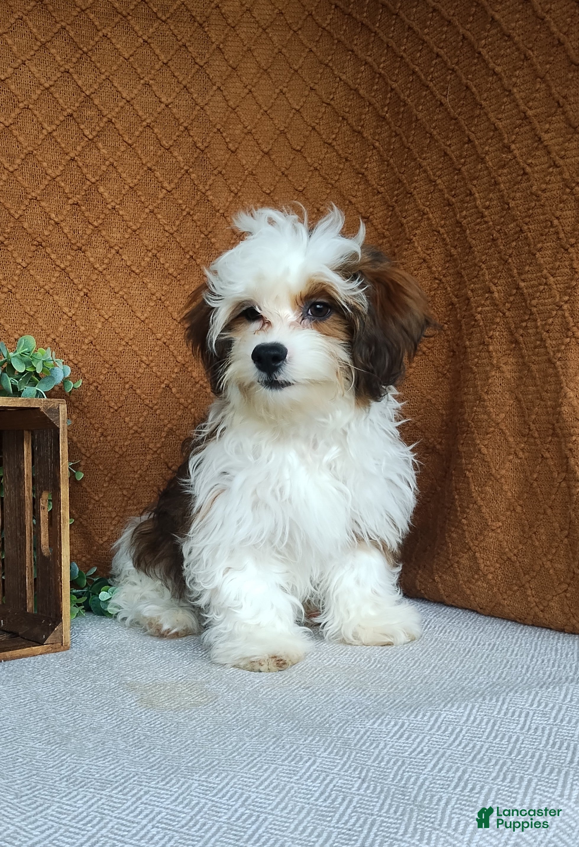 Havanese dogs Parker  - Ad 2