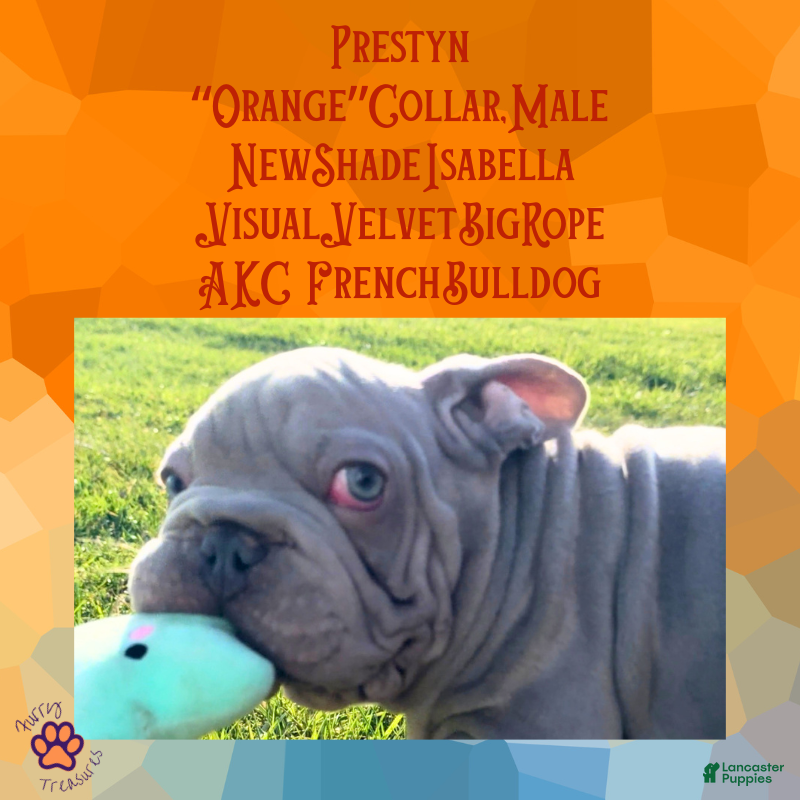 French Bulldog dogs for sale: Prestyn “ Orange” Collar, Male - Ad 6