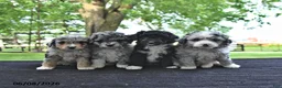 Mini Aussiedoodle dogs for sale: Travis - Ad 5