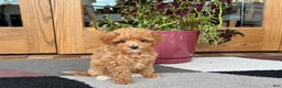Maltipoo dogs for sale: Maltipoo Puppy 1 female  - Ad 7