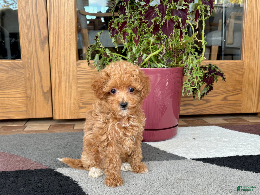 Maltipoo dogs for sale: Maltipoo Puppy 1 female  - Ad 7