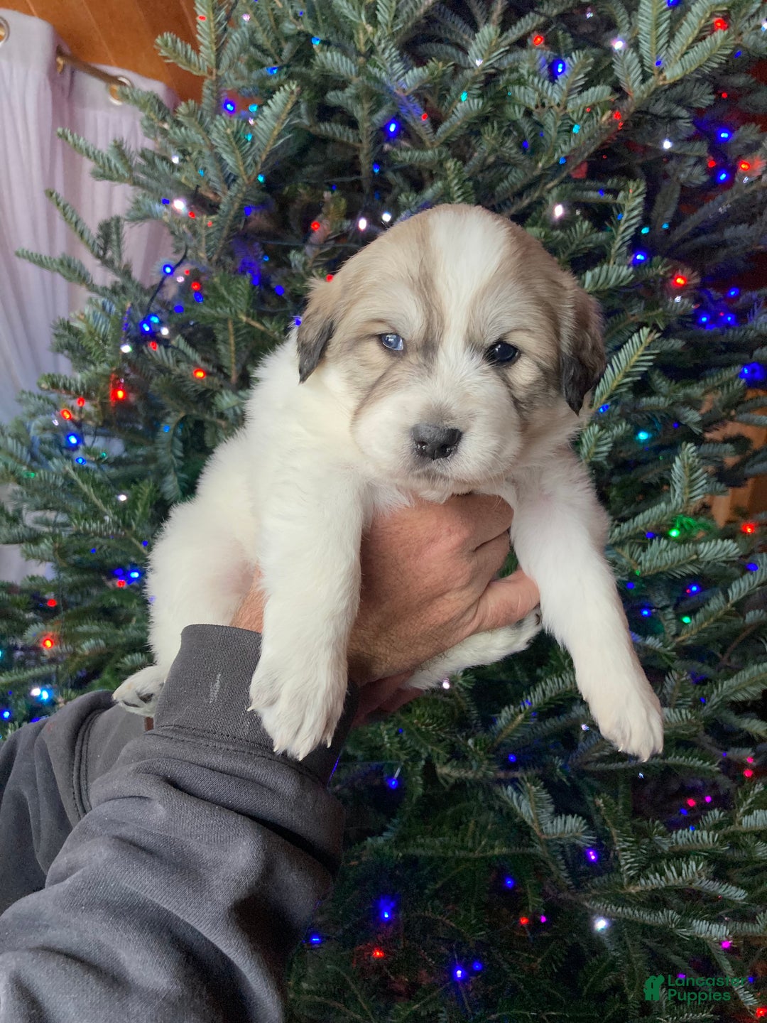 Great Pyrenees dogs for sale: Great Pyrenees Female Puppy - Purple - Ad 4