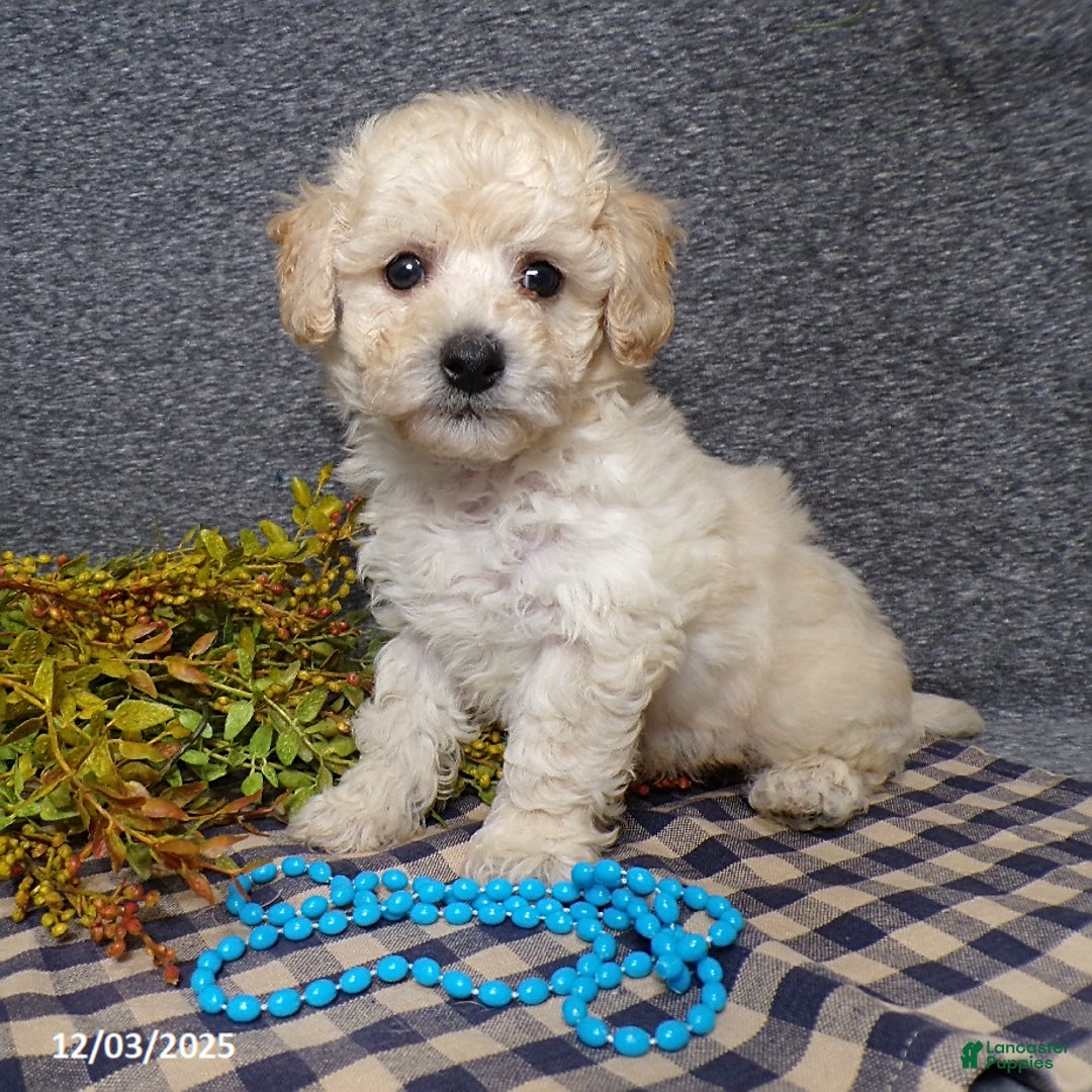 Bichpoo dogs for sale: Tyler - Ad 2