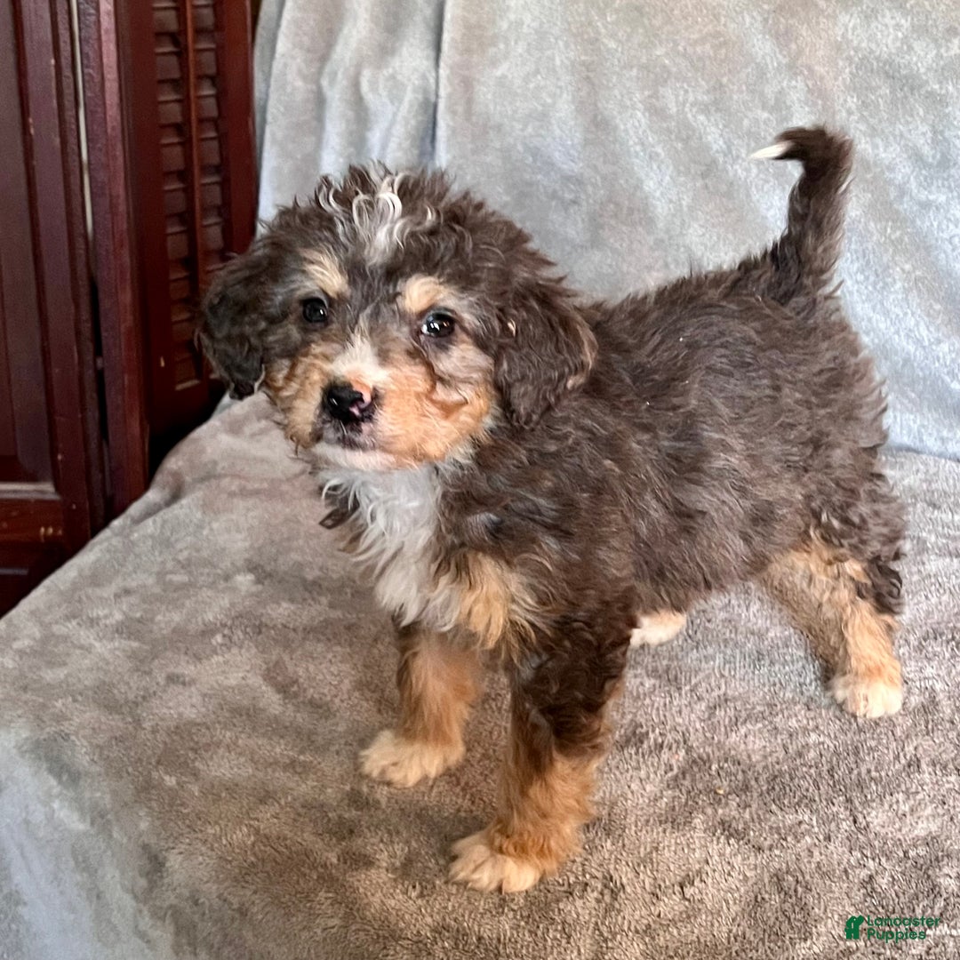 Bernedoodle dogs for sale: Jetta - Ad 2