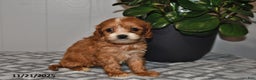 Cavapoo dogs for sale: Ollie - Ad 5