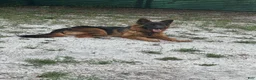 German Shepherd dogs for sale: German Shepherd 1 - Ad 2