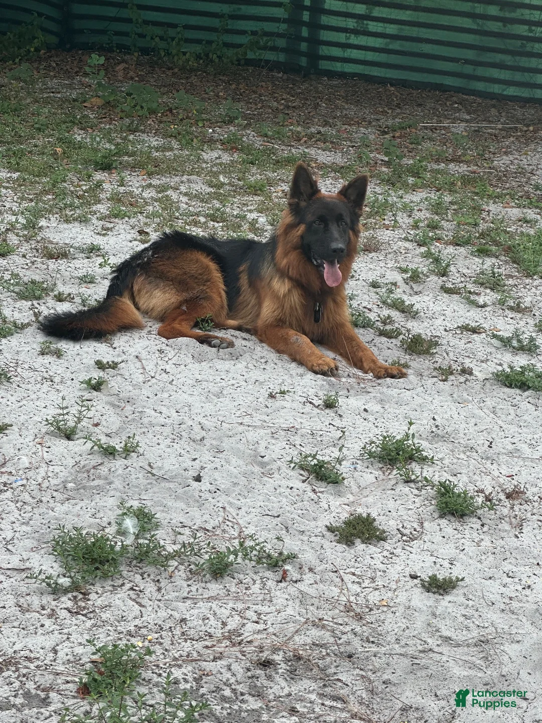 German Shepherd dogs for sale: German Shepherd 1 - Ad 2