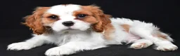 Cavalier King Charles Spaniel dogs for sale: Thomas - Ad 9