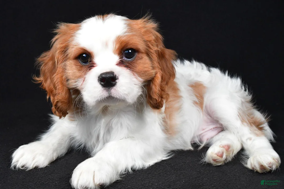 Cavalier King Charles Spaniel dogs for sale: Thomas - Ad 9