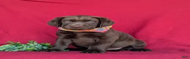 Weber