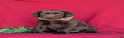 Labrador Retriever dogs for sale: Weber - Ad 1