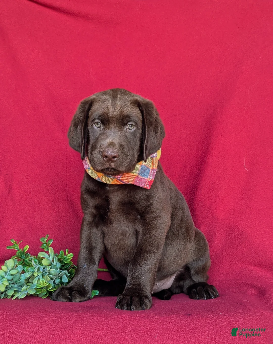 Labrador Retriever dogs for sale: Weber - Ad 1