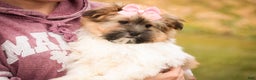 Havanese dogs for sale: Bella Rose - Ad 3