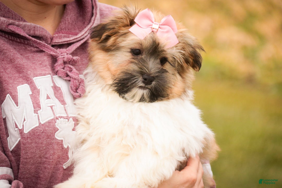 Havanese dogs for sale: Bella Rose - Ad 3
