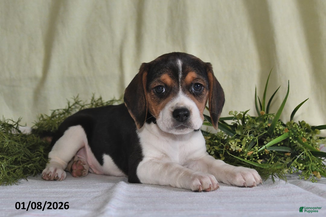 Beagle dogs for sale: Marla - Ad 4