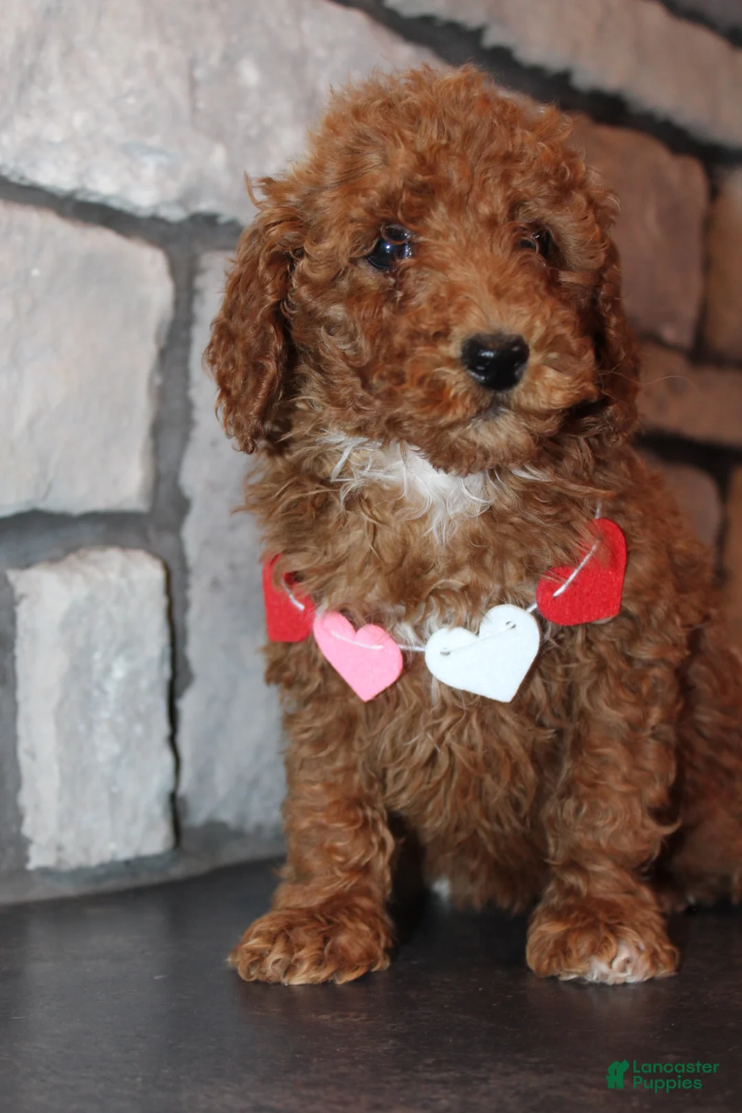 Miniature Poodle dogs for sale: AKC Piper - Ad 11