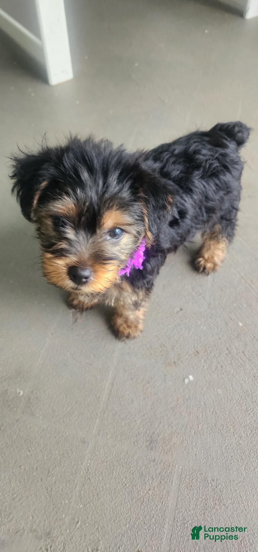 Yorkshire Terrier dogs Yorkshire Terrier purple boy - Ad 1