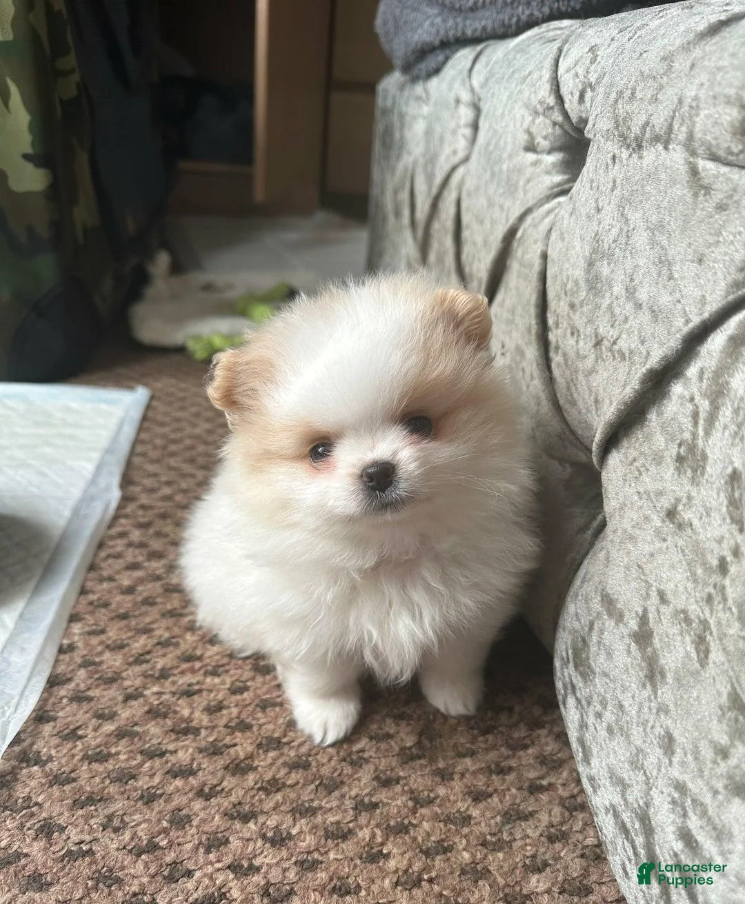Pomeranian dogs for sale: Luna - Ad 18