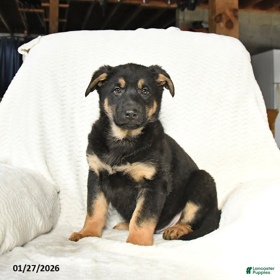 German Shepherd dogs for sale: Tonka - Ad 4