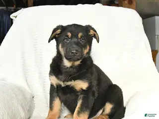 German Shepherd dogs for sale: Tonka - Ad 4